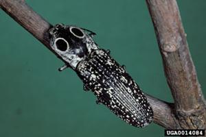 Eastern Eyed Click Beetle