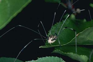 Daddy Long Legs