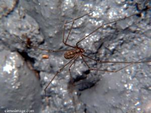 Cellar Spider