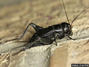 Field Cricket