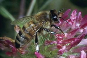 Honey Bee