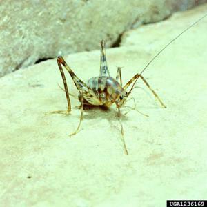 Camel Back Cricket