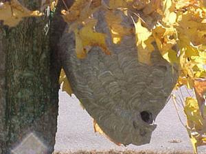 Baldfaced Hornet Nest
