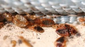 Bed Bug