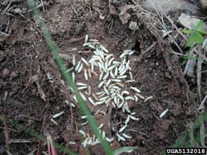 Termites