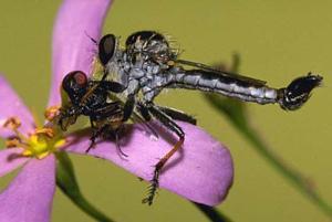 Bearded Robber Fly