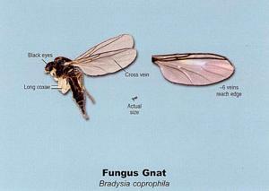 Fungus Gnat