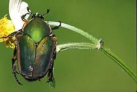 Green June Beetle