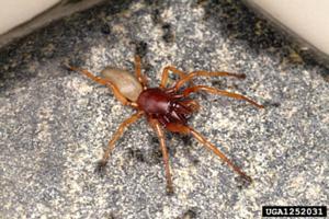 Woodlice Spider