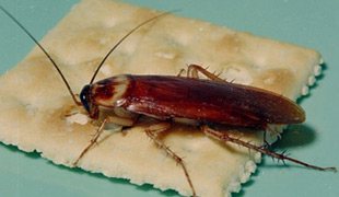 Pest Control - United Pest Control