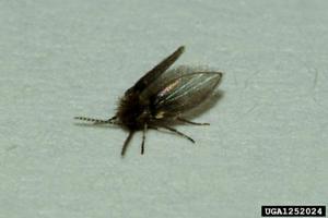 Drain Fly