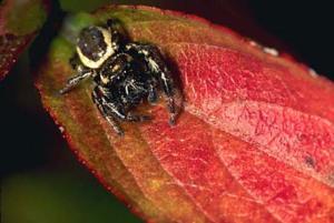 Daring Jumping Spider