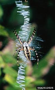 Yellow Garden Spider or Orb Weaver