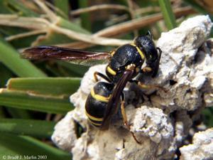 Potter Wasp