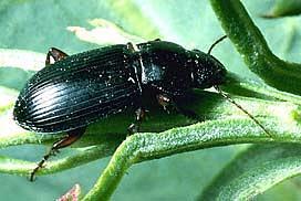 Ground Beetle