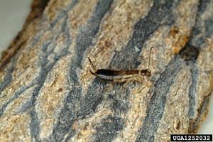 Earwig