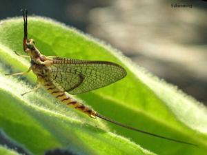 May Fly