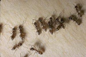 Argentine ants