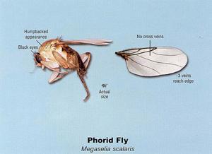 Phorid Fly