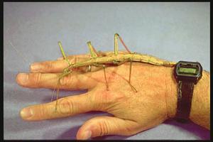 Walkingstick