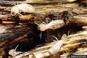 Worker Subterranean Termites