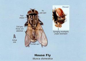 House Fly