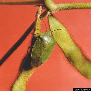Green Stink Bug