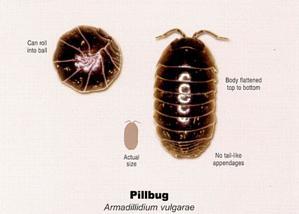 Pillbug
