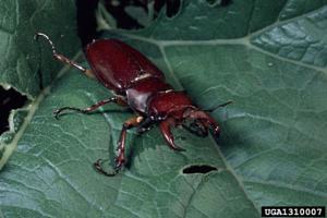 Stag Beetle