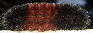 Wooly Bear Caterpillar