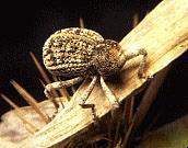 Weevil