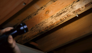 Moisture Control - United Pest Control