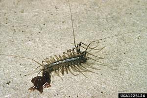 Long legged centipede
