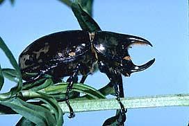 Eastern hercules beetle