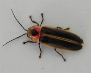 Firefly