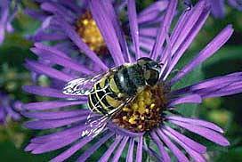 American hover fly