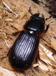Bess Bug