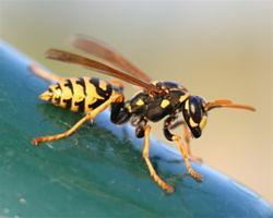 European Paper Wasp