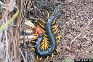 Centipede