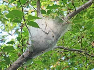 Tentcaterpillar web