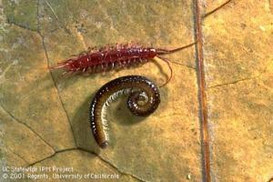 Centipede Millipede