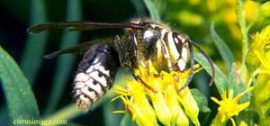 Baldfaced Hornet