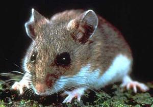 Deer Mouse