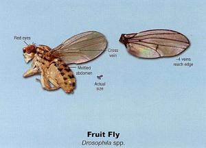 Fruit Fly