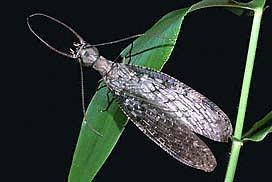 Eastern Dobson Fly