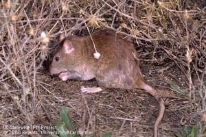 Adult norway rat