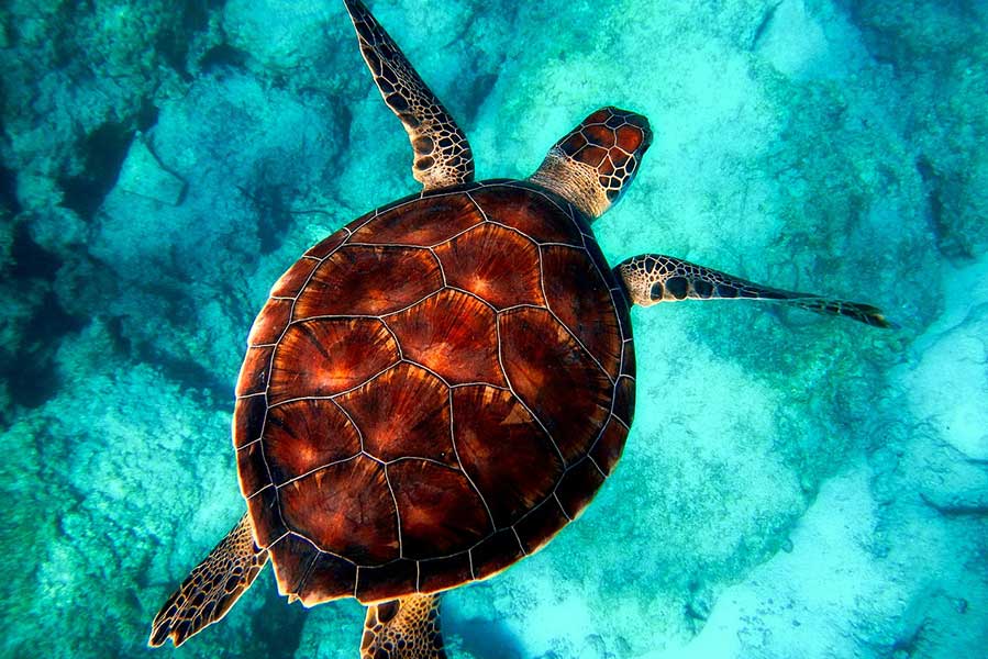Tahaa