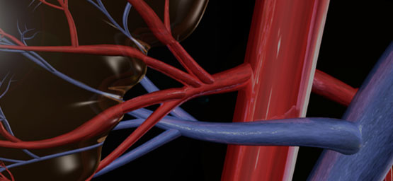 Dynamic + Innovative Kidney Treatments