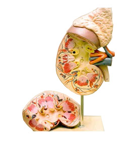 Nephrology Associates, P.C. office
