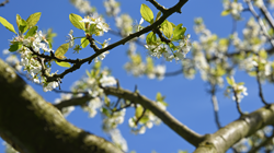 Stichting Sjweikeser Rengelaot, Sweikhuizen